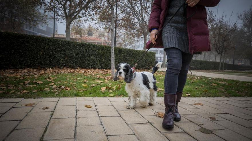 La orina de los perros en la calle también se tendrá que limpiar