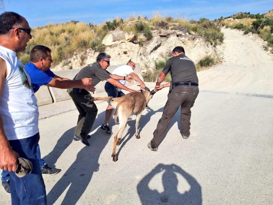 Rescatan a dos arruís que habían caído al canal del Trasvase