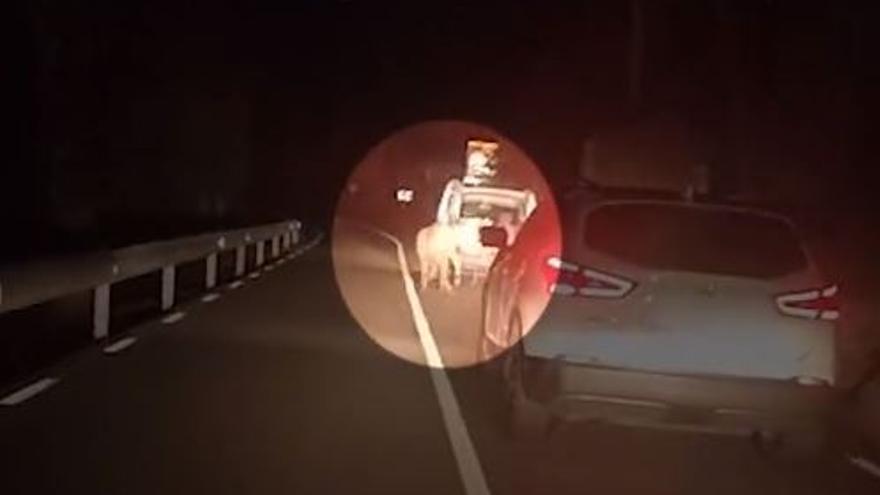 Vídeo del moment en què un home arrossega un ruc amb el seu cotxe per una carretera del Baix Llobregat