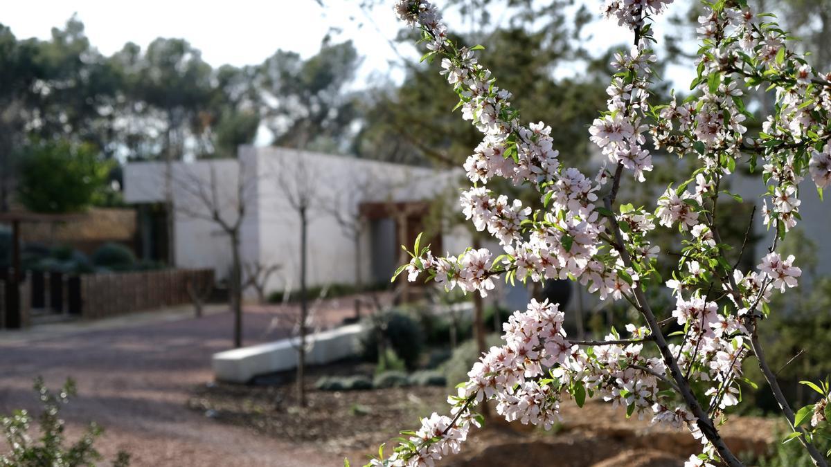 Jardín mediterráneo con árboles de flor.