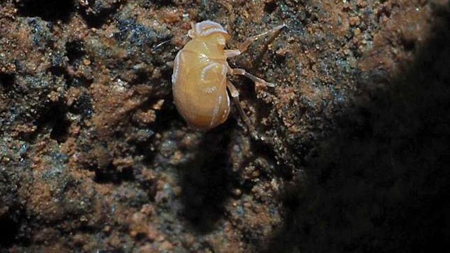 Troglobiontes, los habitantes de las profundidades