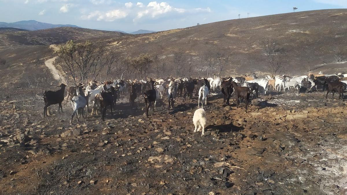 Cuando se cumple un año del incendio de Bejís, Manuel Gabarda recuerda los cinco días que cambiaron su vida para mal, perdió animales y los pastos para alimentarlos.