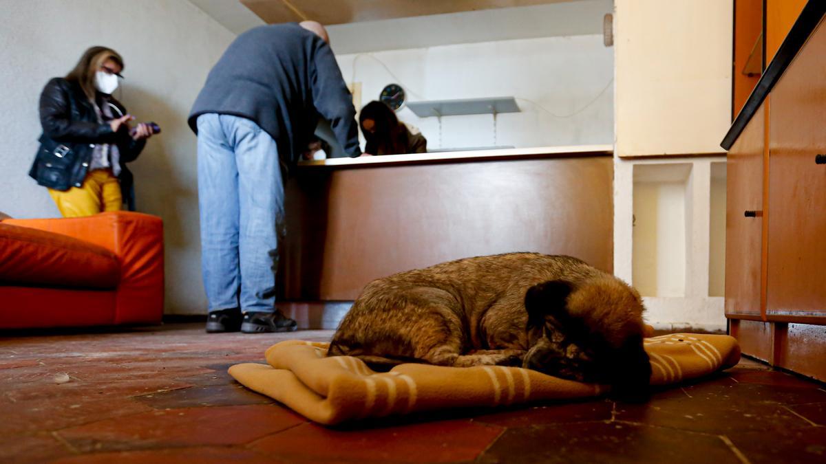 Nikita, sobre una manta en el salón de la que hasta ayer era la vivienda de Agustín Crespo.