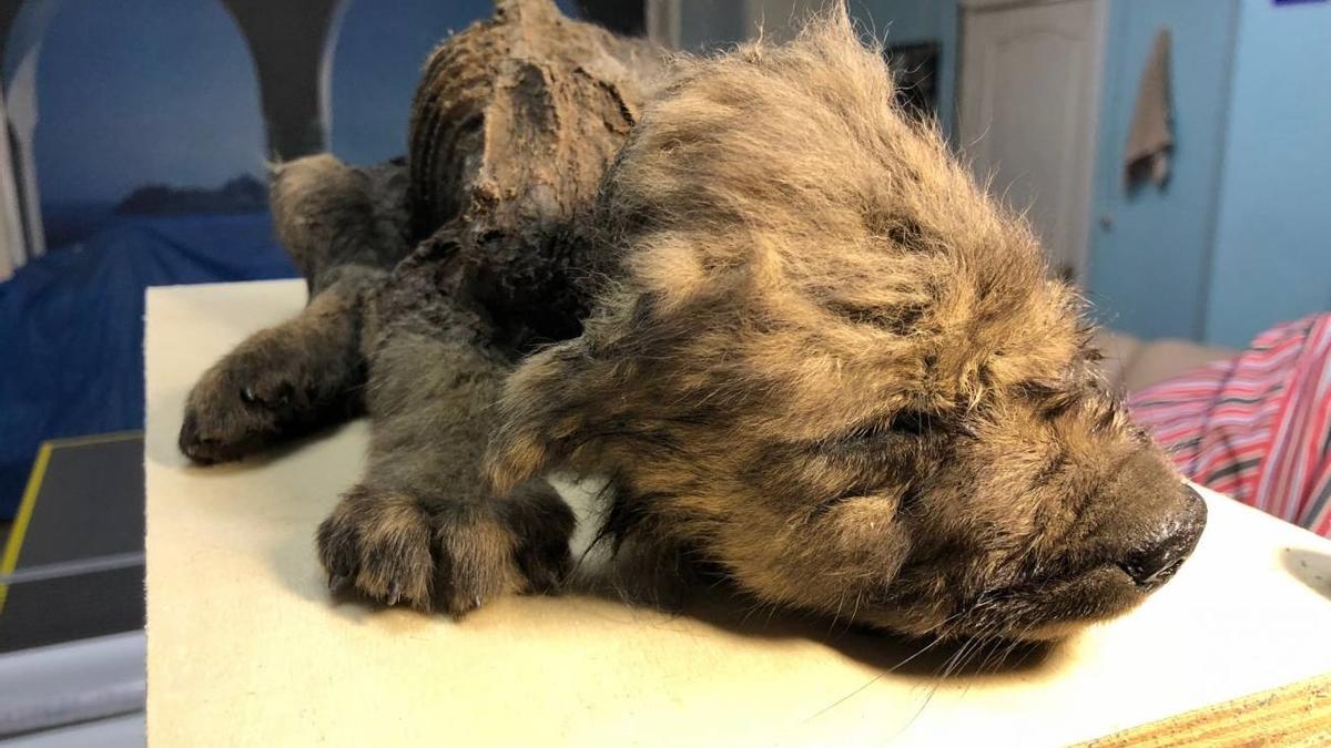 &#039;Dogor&#039;, un cachorro de lobo de 18.000 años procedente de Yakutia que se incluyó en el estudio