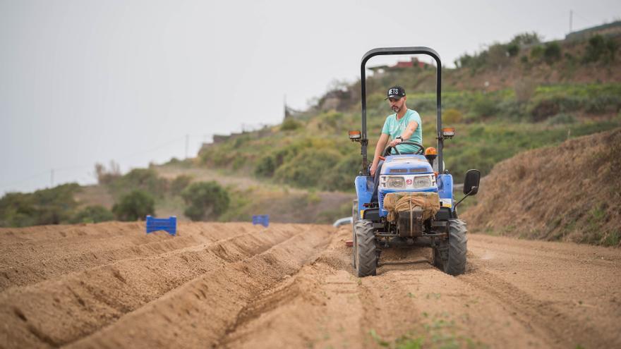 Canarias pierde empleo en agricultura, industria y construcción: crea puestos solo en el sector servicios