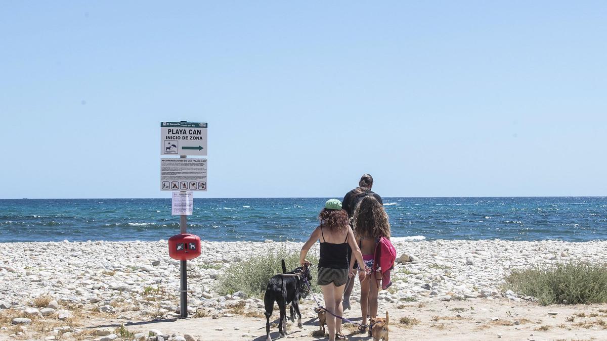 El Campello redobla la vigilancia en las playas para evitar el acceso de  perros a los arenales no autorizados - Información