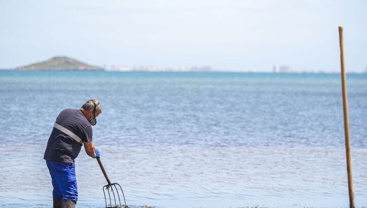 Un operario retira la ova verde acumulada en la playa de Los Urrutias.