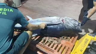 Pescan sin permiso un atún rojo de 70 kilos en El Gorguel, se requisa y acaba en un comedor social