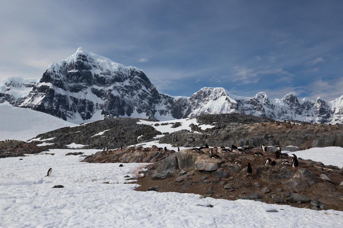 Colonia de pingüinos en Port Lockroy.