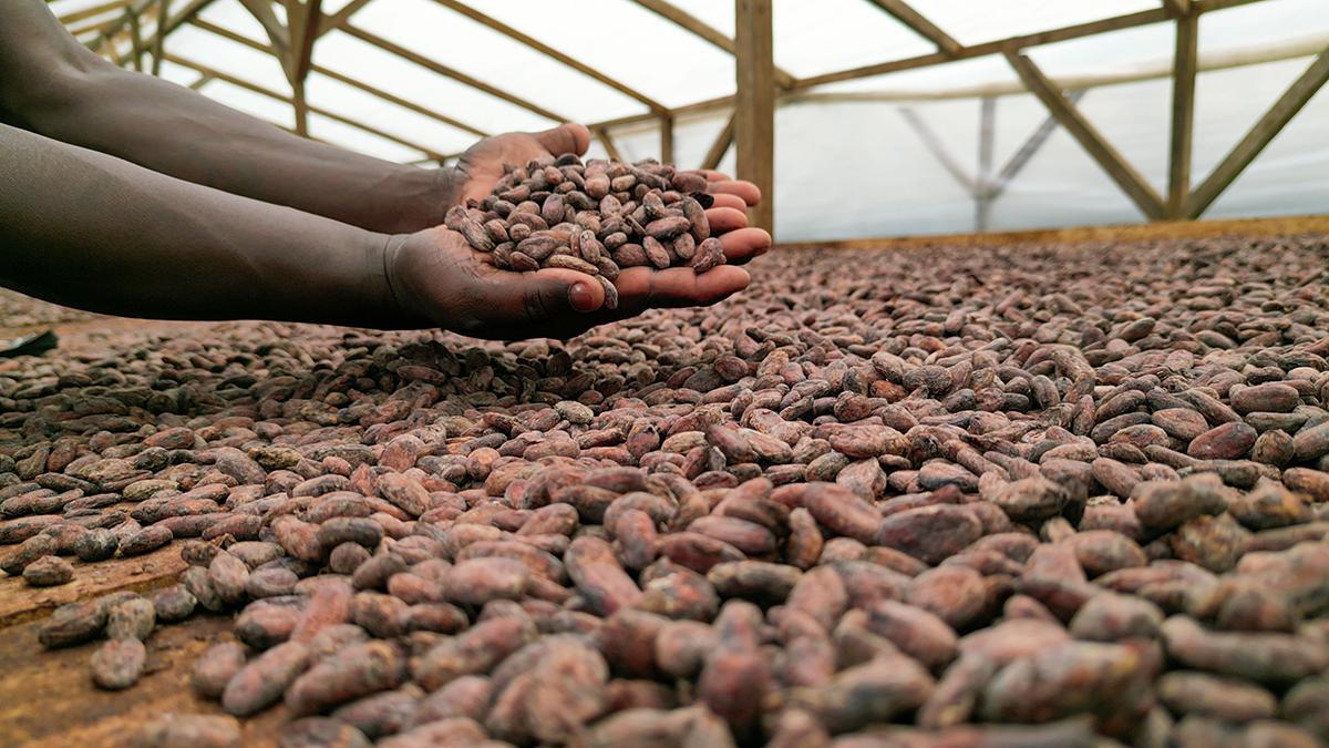 El cacao forma parte de la identidad de Santo Tomé y Príncipe, un archipiélago marcado por sus antiguas plantaciones y roças históricas.
