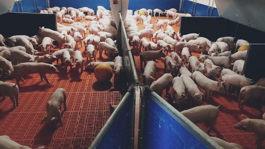 Una granja de porcino zamorana optará a los Premios “Porc D’Or”