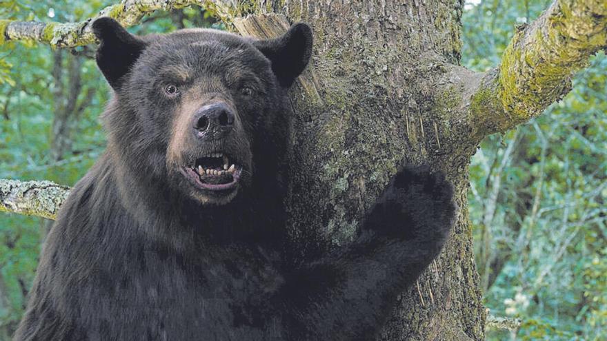 &#039;Oso vicioso&#039;: Una aventura narcòtica