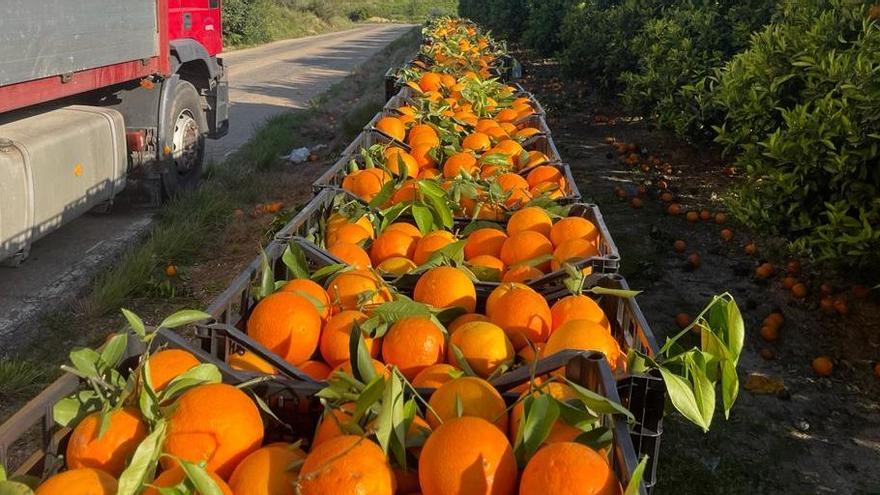 Piden siete años por una estafa múltiple en la venta de naranjas