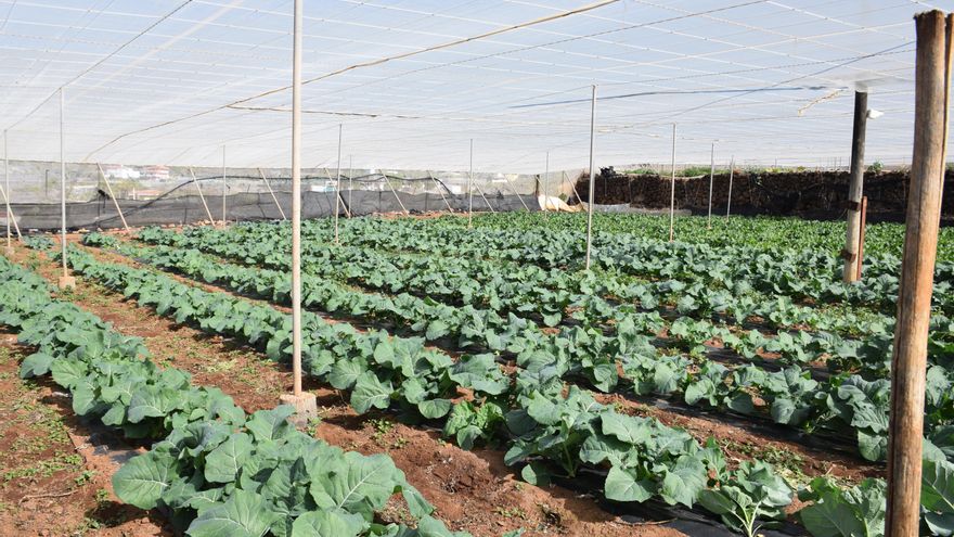 The City Council opens the period to request aid for the primary sector of the municipality
