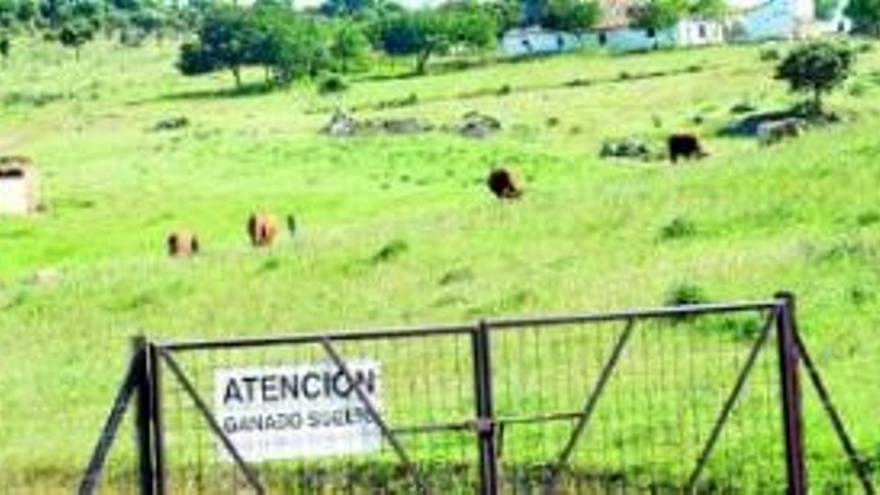 Excrementos en la romería de Santa Lucía