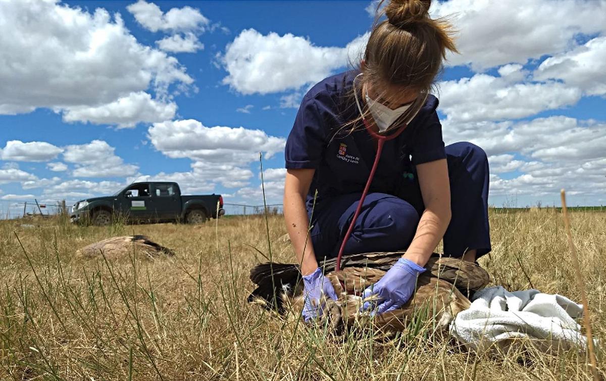 Una veterinaria atiende a un buitre afectado por un envenenamiento masivo ocurrido en Salamanca el año pasado. JCyL