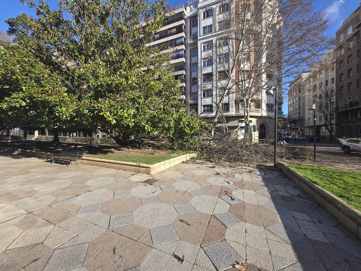 En imágenes I Cae un árbol de grandes dimensiones en Zaragoza