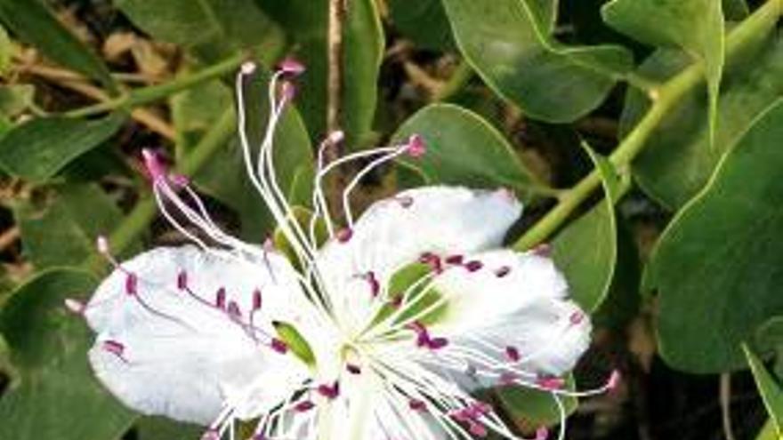 La flor de la taperera.