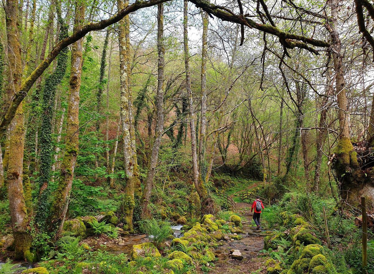 Ribeira Sacra (Parada de Sil, Ourense). Ruta circular por el Cañón del río Sil, entre bosques (montes) de árboles centenarios, especialmente castaños