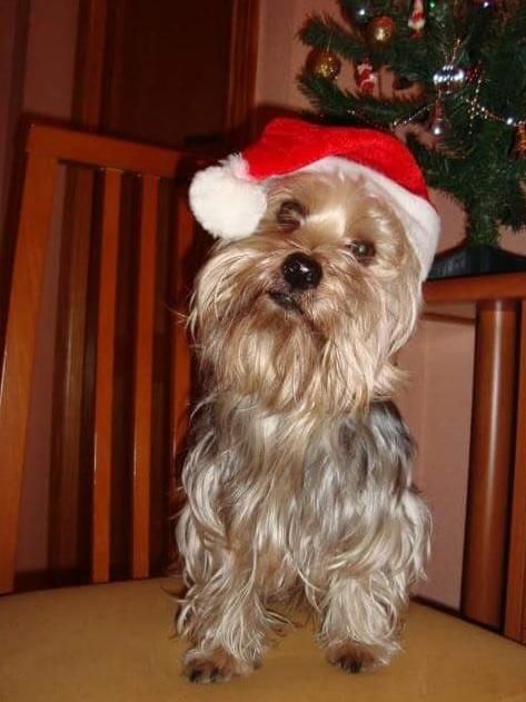 Mascotas navideñas de los lectores