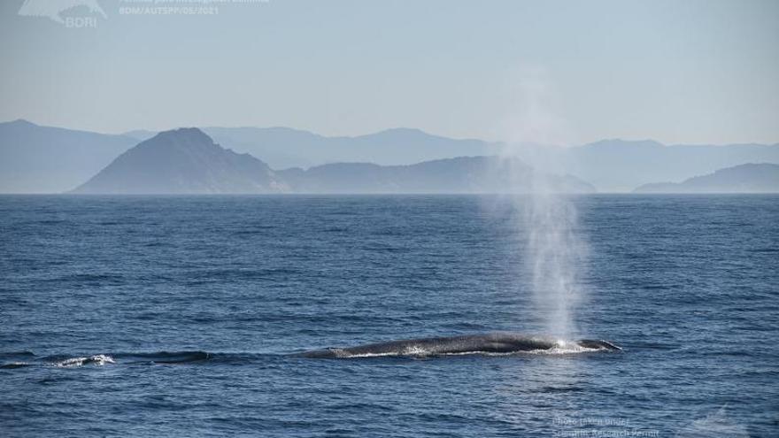 Ballenas bajo control en las Rías Baixas