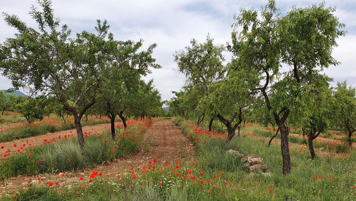 Cerezos en Aras de los Olmos, un cultivo casi abandonado por su baja rentabilidad.