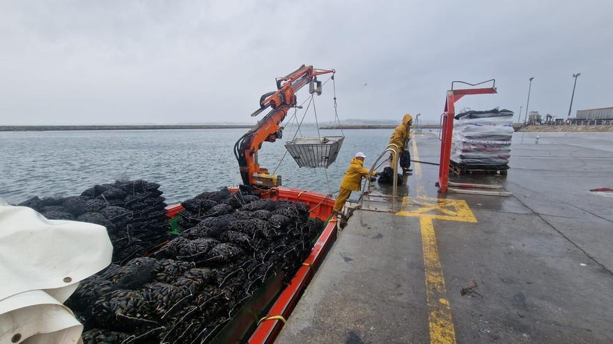 El &quot;oro negro&quot; de batea está &quot;en comida&quot;