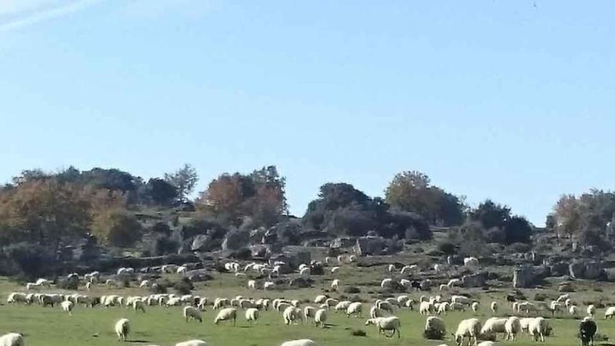 Ovejas pastando en praderas de Sayago.