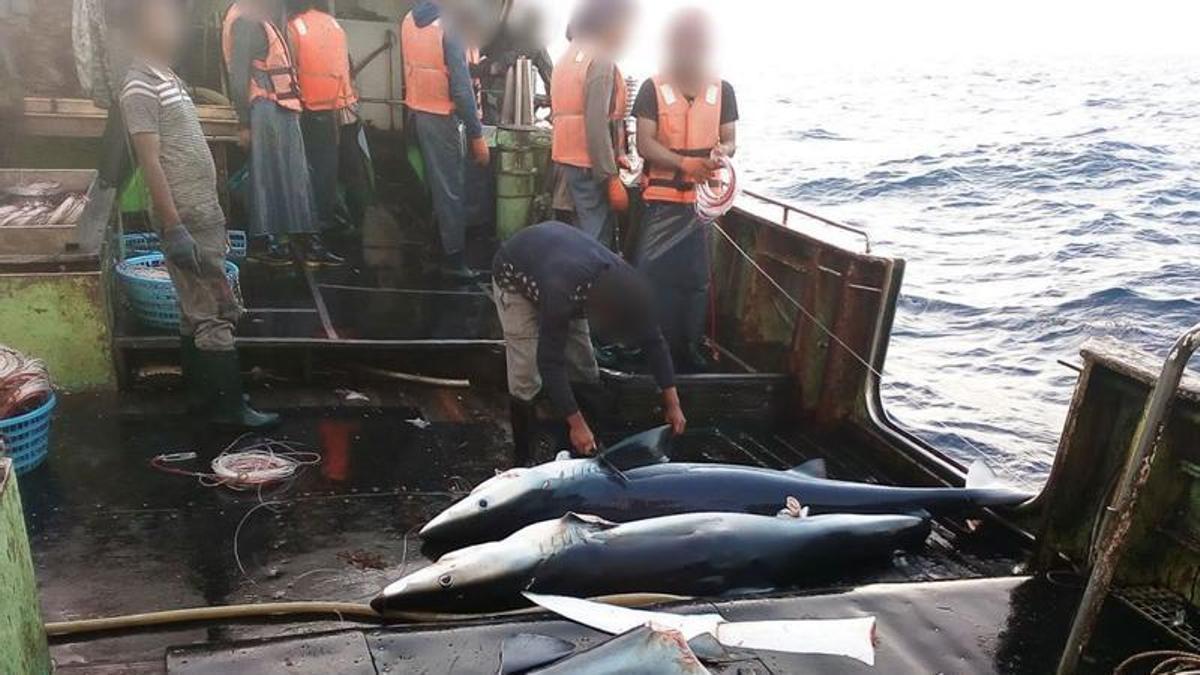 Un marinero asiático corta las aletas de dos ejemplares de tiburón en aguas de África.
