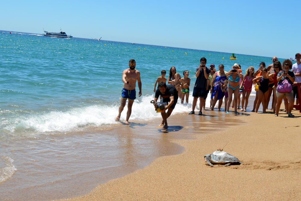 Alliberen a Blanes una tortuga marina