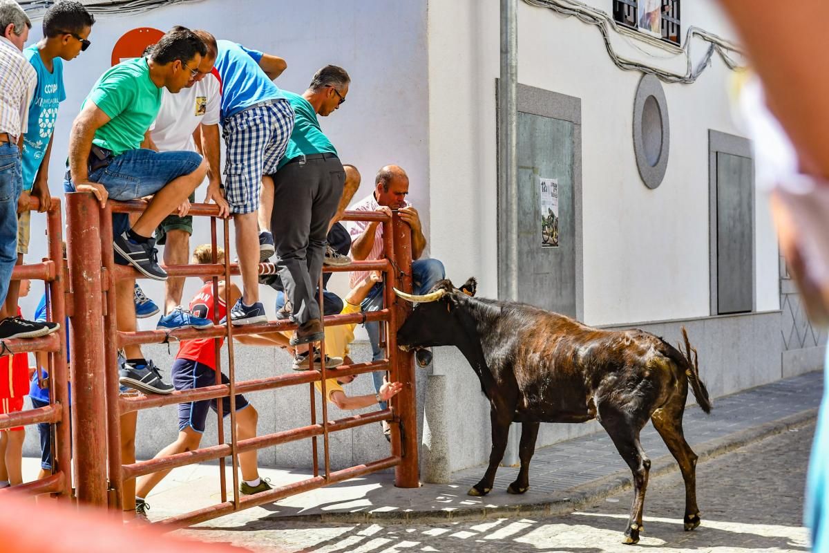 Encierro de las vaquillas de El Viso