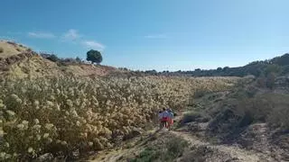 Mutxamel limpia las sendas del cauce del río Montnegre y pide "coordinación" a la CHJ
