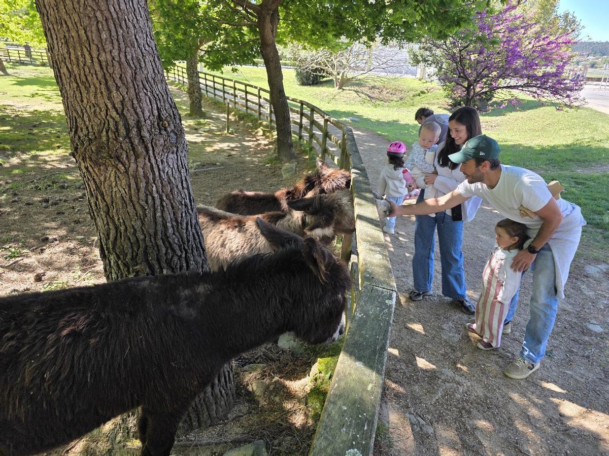 Una familia observando y acariciando a los burros «fariñeiros».