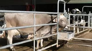 Así se reparten las ayudas al sector agrario zamorano afectado por la guerra de Ucrania