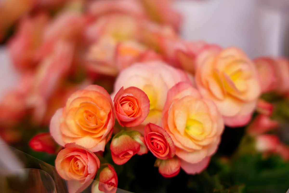 Comienza el montaje de las instalaciones de Flora 2025