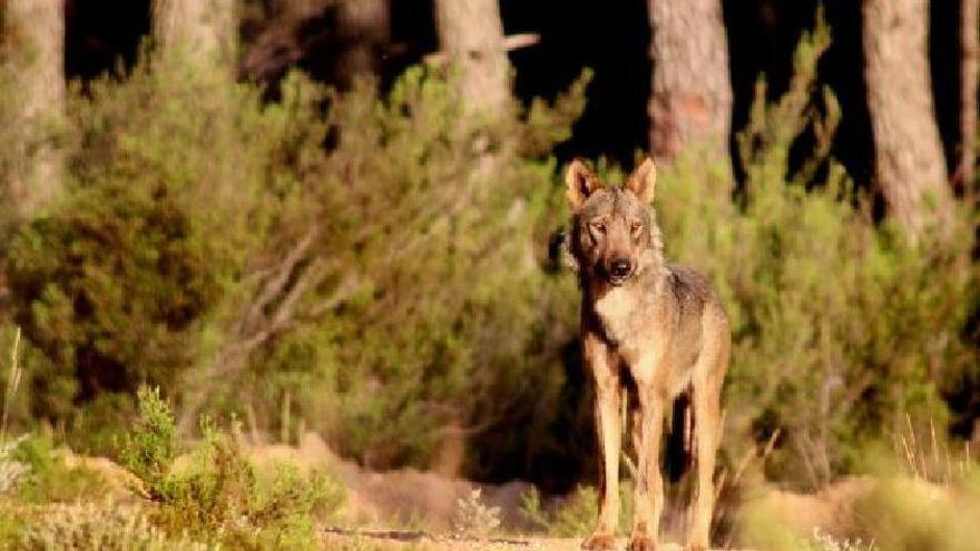 Un ejemplar de lobo