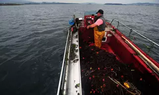 2024: Prohibido pescar chocos en la ría de Arousa a partir del 29 de julio