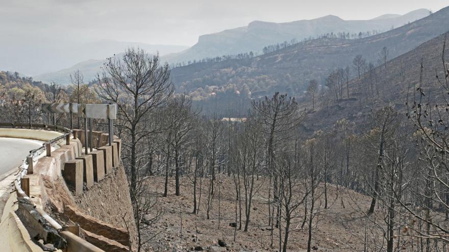 El Gobierno finaliza los trabajos de restauración medioambiental en la zona del incendio de Marxuquera