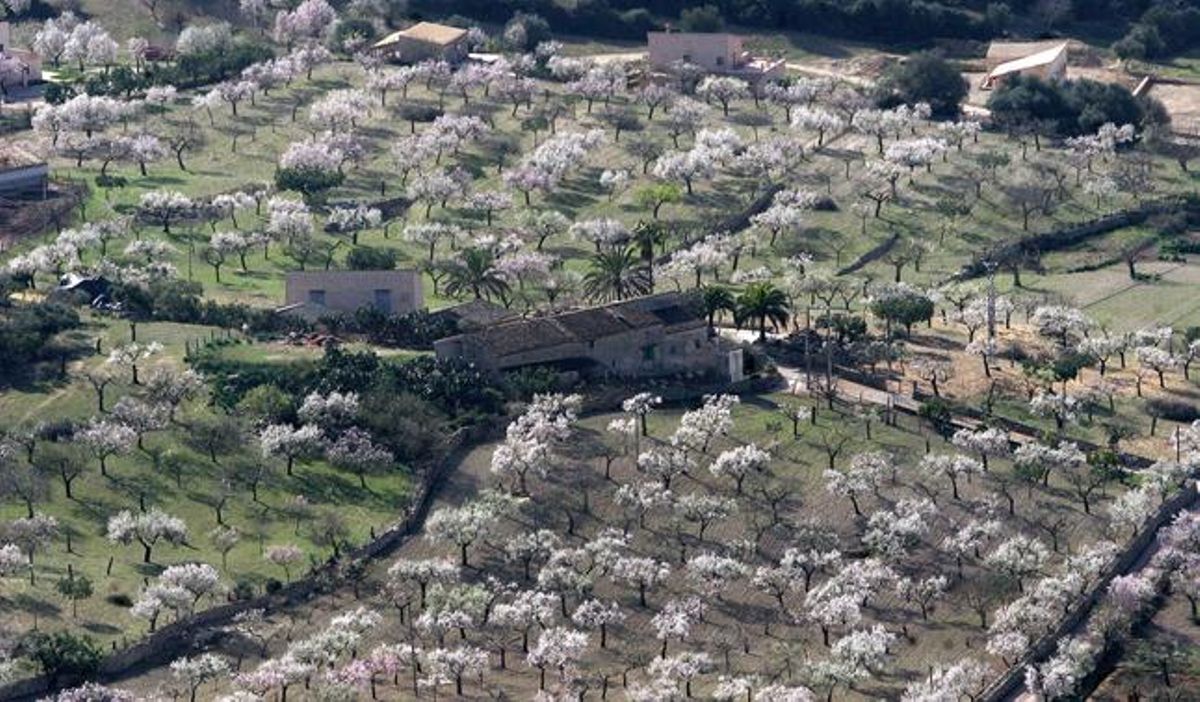 Ruta de almendros en flor por Mallorca