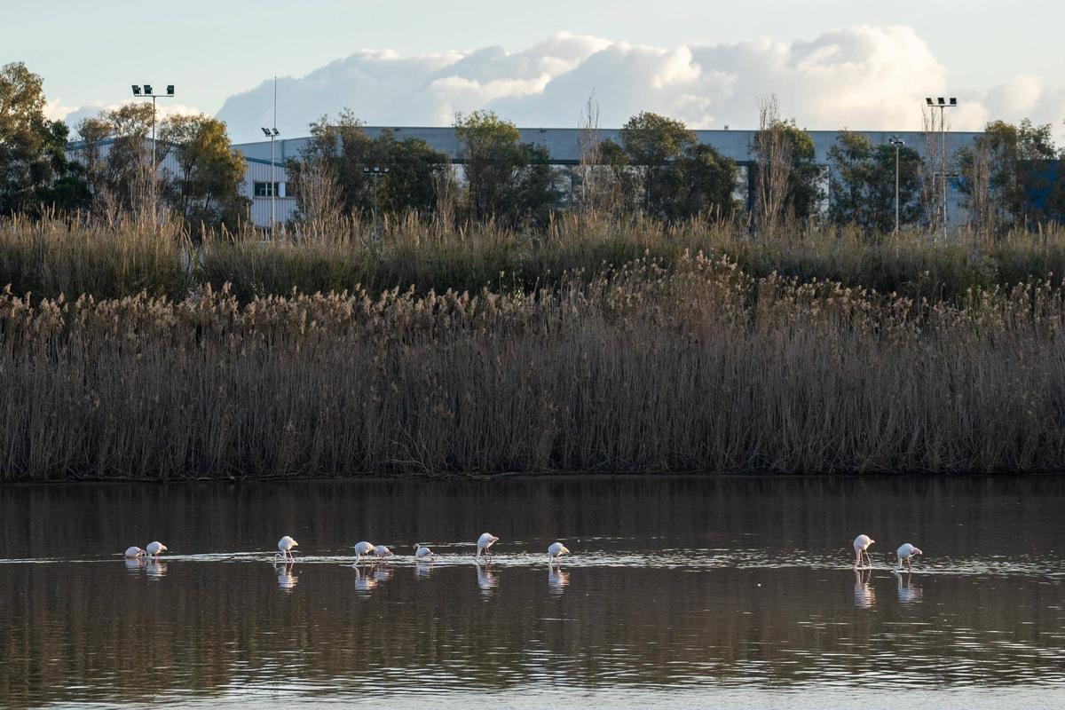 Flamencos en el Delta del Llobregat