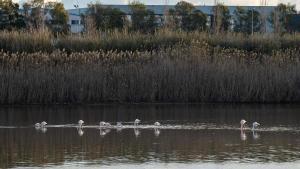 Flamencos en el Delta del Llobregat