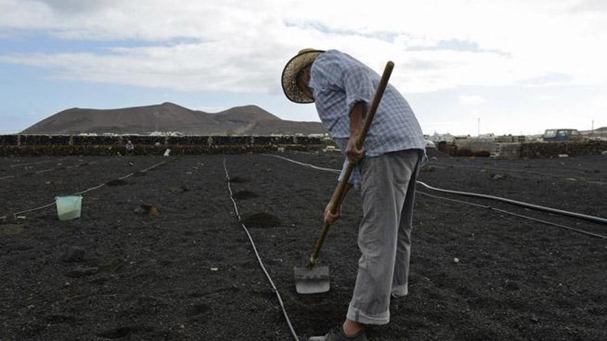 Las lluvias animan la agricultura en las zonas rurales de Lanzarote