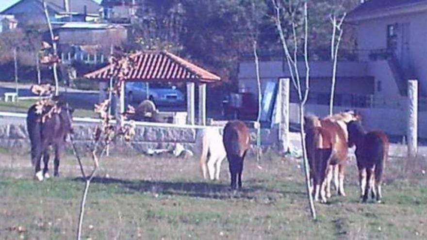 Unos caballos salvajes capturados en el municipio de Pazos de Borbén.  // Jesús de Arcos