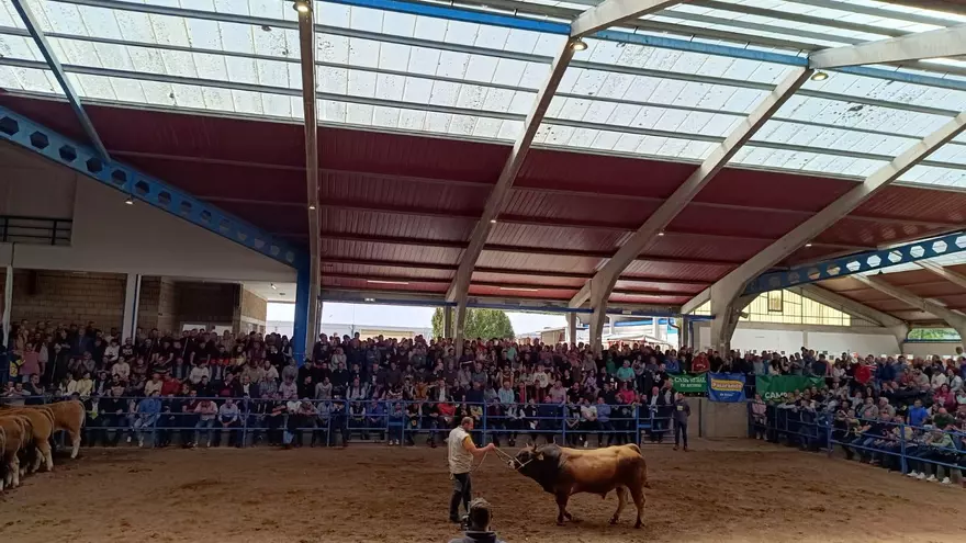 Puja récord en la subasta de ganado de Cangas: 9.200 euros por el semental "Marinero"
