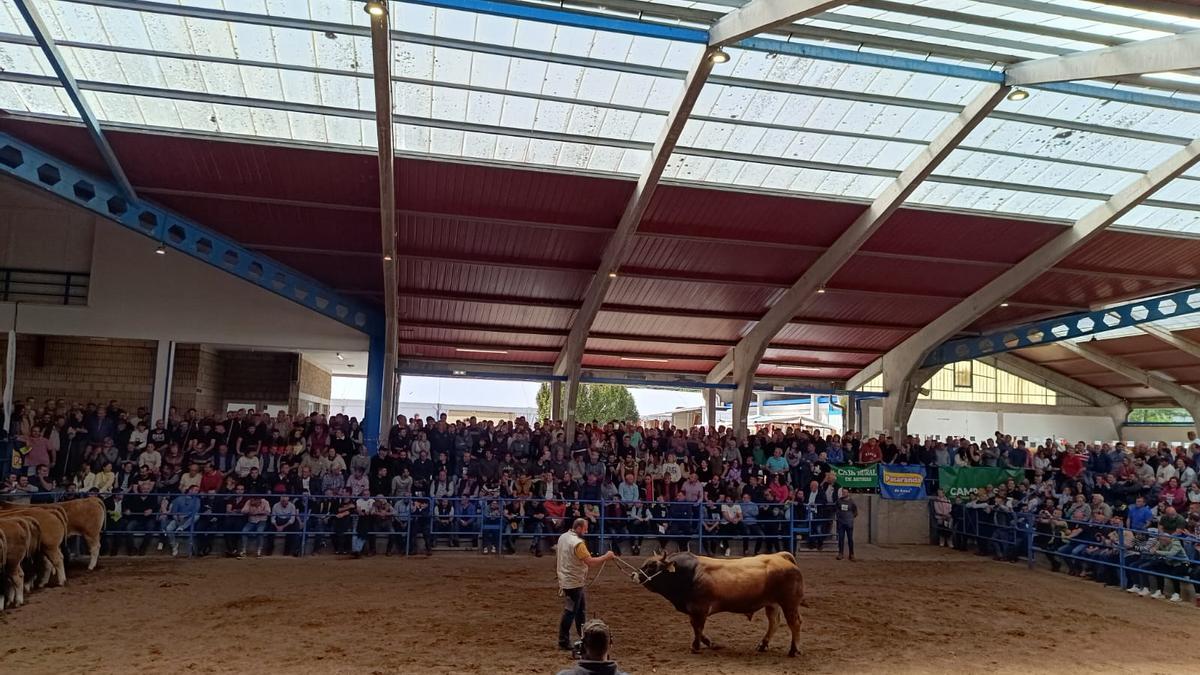 Puja récord en la subasta de ganado de Cangas: 9.200 euros por el semental "Marinero"