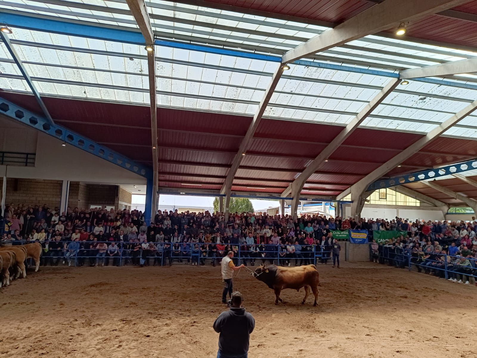 Concurso subasta nacional de asturiana de los valles en Cangas del Narcea