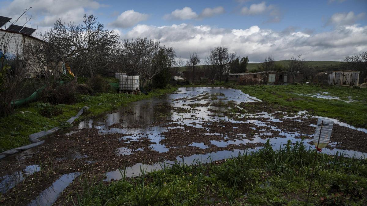 Video | El desembalse del Guadiloba anega los cultivos de los regantes del Marco en Cáceres