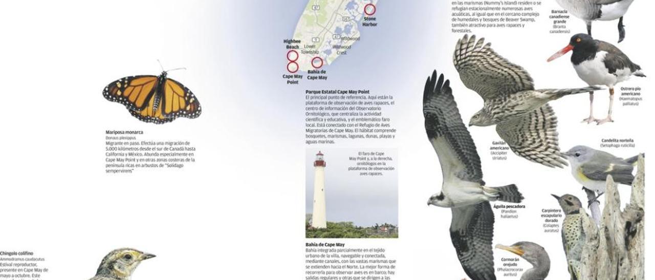 Cape May, la península de los pájaros