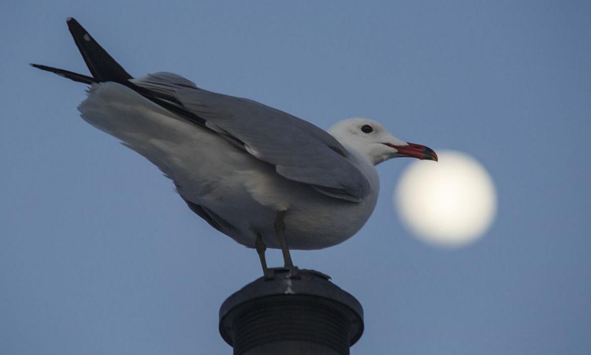 La gaviota y la luna