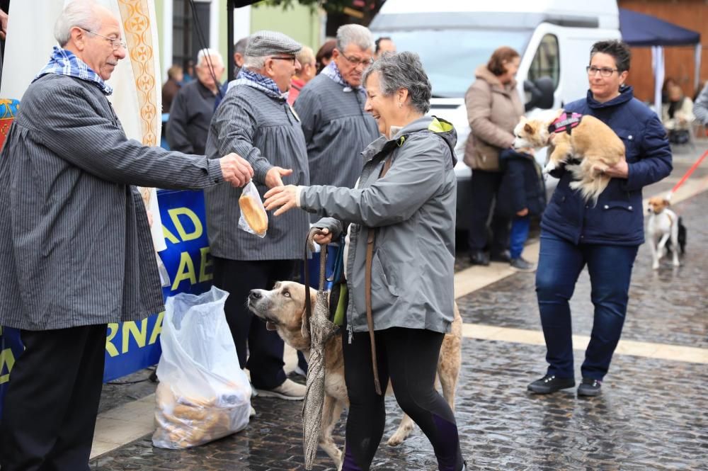 Bendición de animales en Paterna.